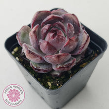 Load image into Gallery viewer, Echeveria 'Purple Rose' - John & Norma's Succulents Australia