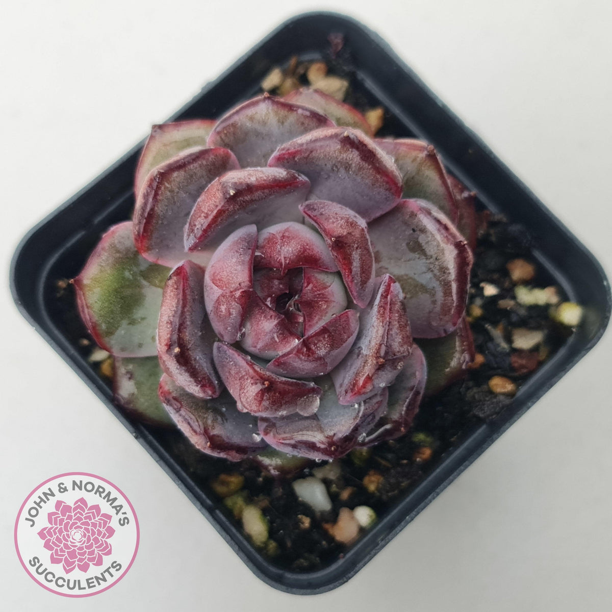 Echeveria 'Purple Rose'