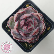 Load image into Gallery viewer, Echeveria 'Purple Rose' - John & Norma's Succulents Australia