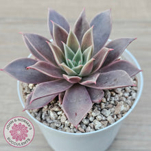 Load image into Gallery viewer, Echeveria 'Purple Star'
