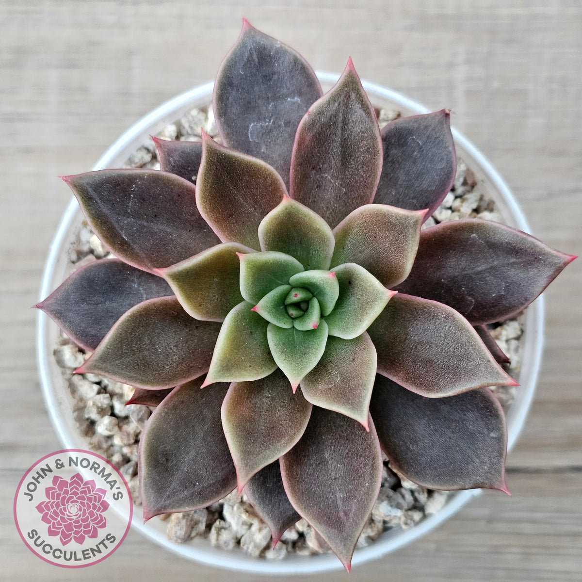 Echeveria 'Purple Star'