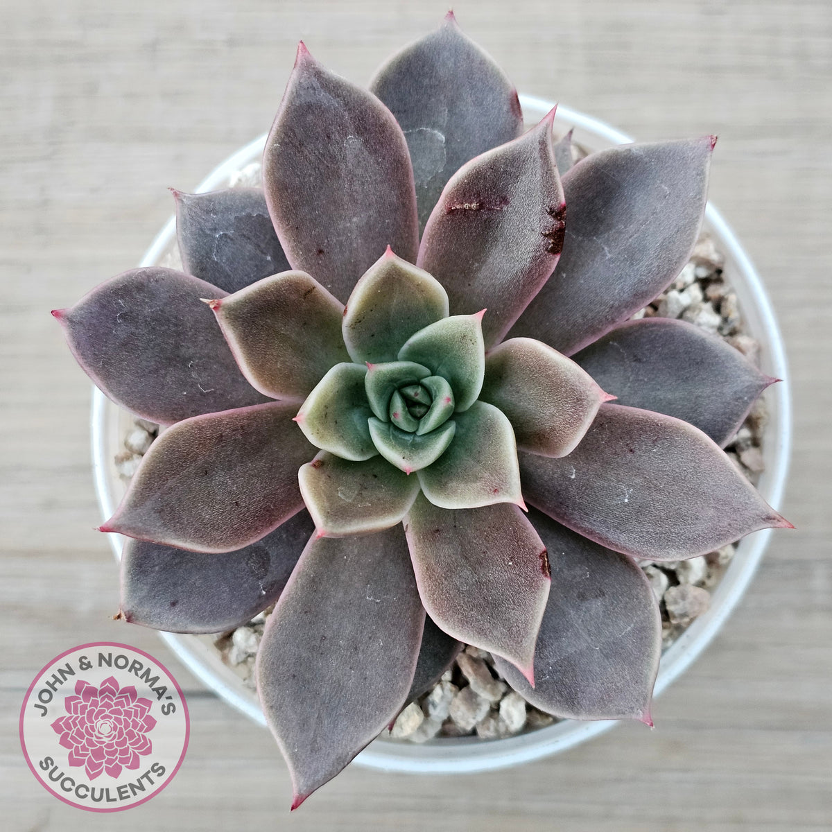 Echeveria 'Purple Star'