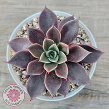 Load image into Gallery viewer, Echeveria 'Purple Star'