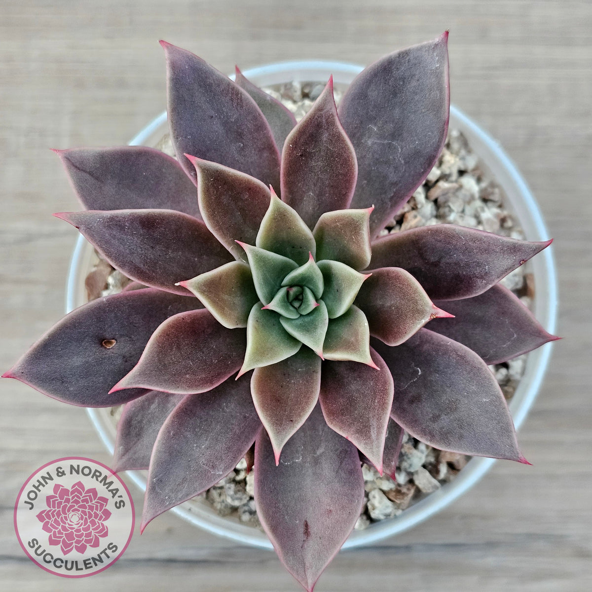 Echeveria 'Purple Star'