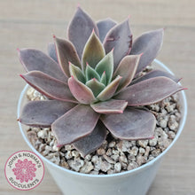 Load image into Gallery viewer, Echeveria 'Purple Star'