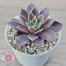 Load image into Gallery viewer, Echeveria 'Purple Star'