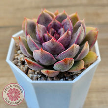 Load image into Gallery viewer, Echeveria 'Purple Rose'