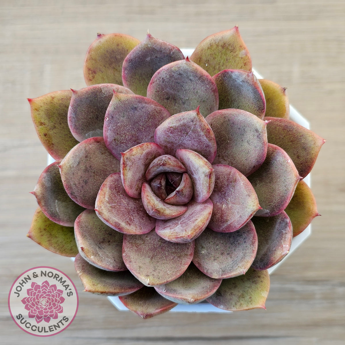 Echeveria 'Purple Rose'