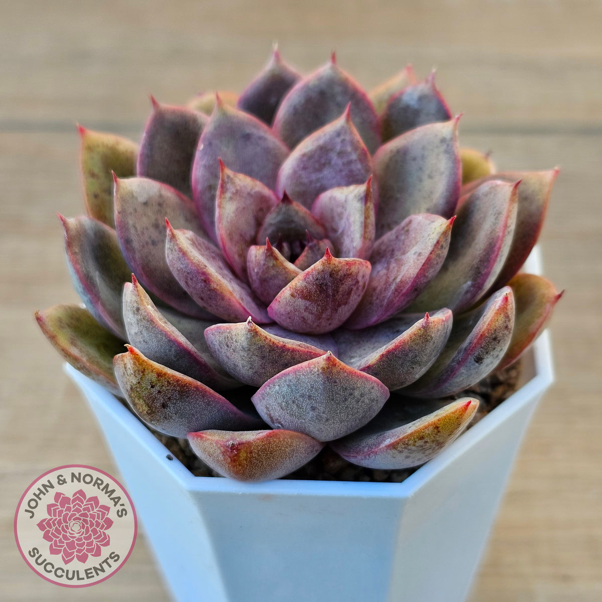 Echeveria 'Purple Rose'