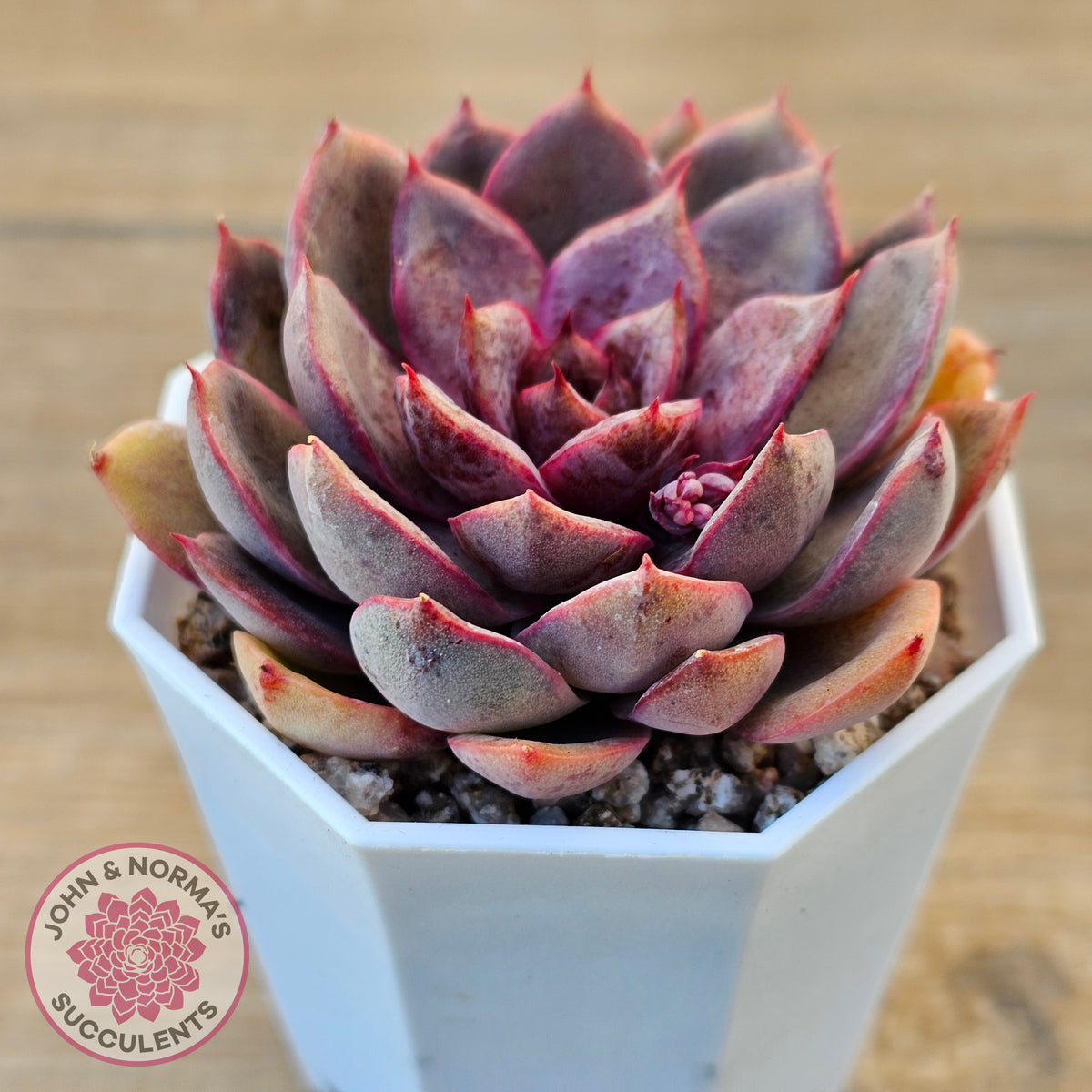 Echeveria 'Purple Rose'