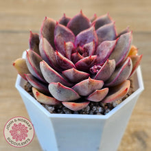 Load image into Gallery viewer, Echeveria 'Purple Rose'