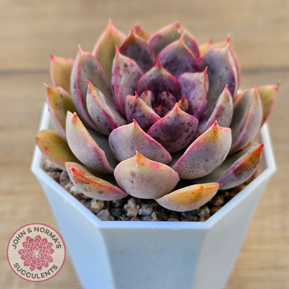 Echeveria 'Purple Rose'