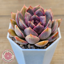 Load image into Gallery viewer, Echeveria 'Purple Rose'