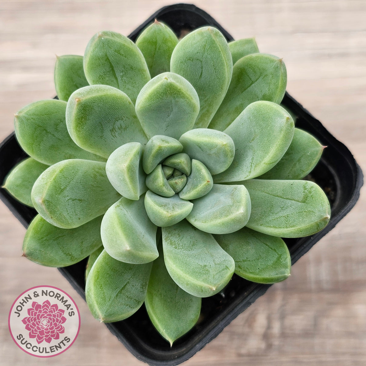 Echeveria Racoon