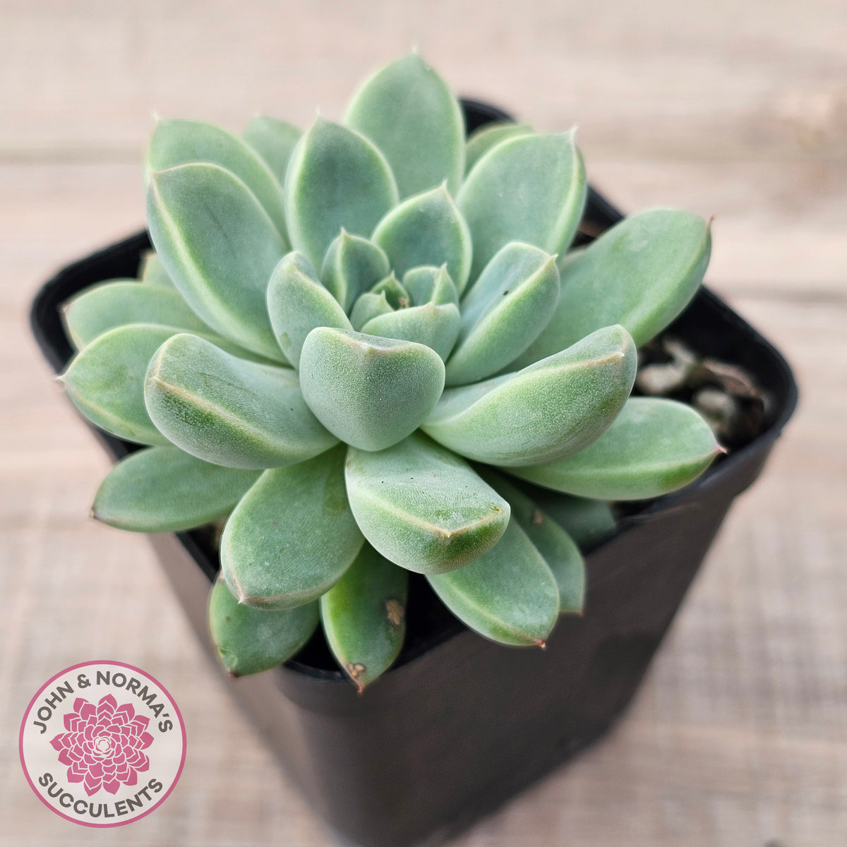 Echeveria Racoon