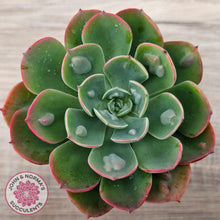 Load image into Gallery viewer, Echeveria 'Rain Drops'