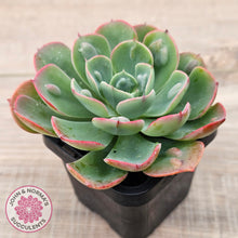 Load image into Gallery viewer, Echeveria 'Rain Drops'