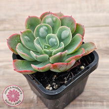 Load image into Gallery viewer, Echeveria 'Rain Drops'