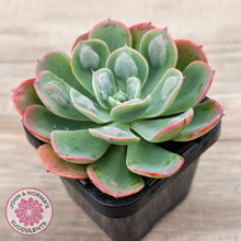 Load image into Gallery viewer, Echeveria 'Rain Drops'