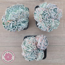 Load image into Gallery viewer, Echeveria Raspberry Ice Crested - John & Norma's Succulents Australia