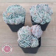 Load image into Gallery viewer, Echeveria Raspberry Ice Crested - John & Norma's Succulents Australia