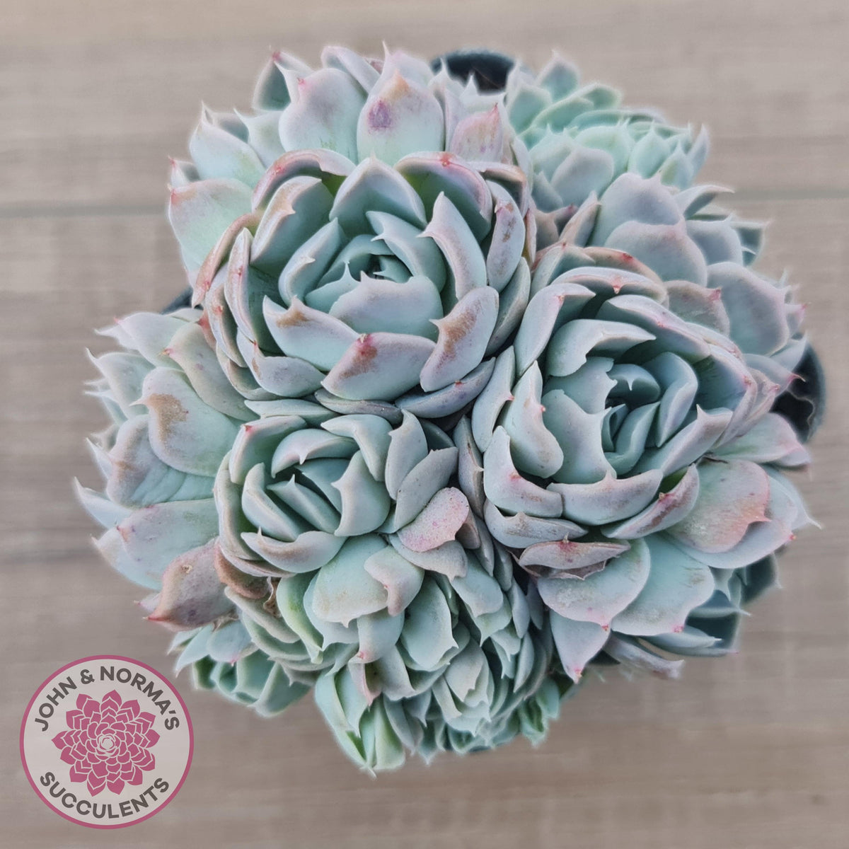 Echeveria Raspberry Ice Crested