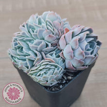 Load image into Gallery viewer, Echeveria Raspberry Ice Crested - John & Norma's Succulents Australia
