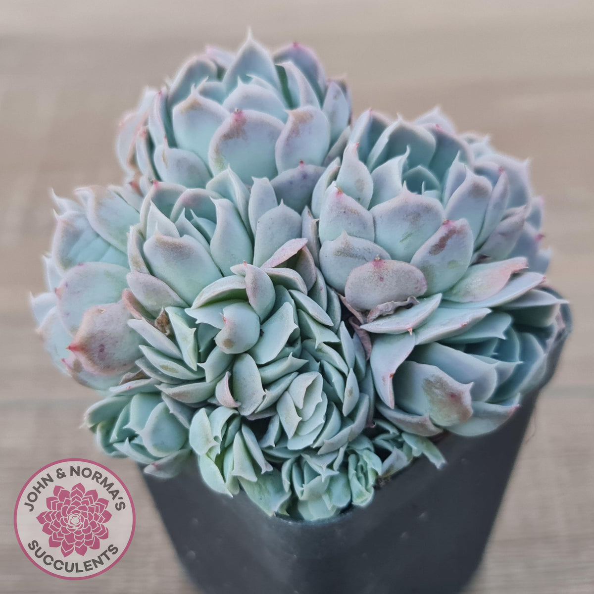 Echeveria Raspberry Ice Crested