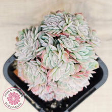 Load image into Gallery viewer, Echeveria Raspberry Ice Crested