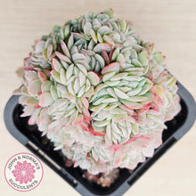 Load image into Gallery viewer, Echeveria Raspberry Ice Crested