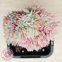 Load image into Gallery viewer, Echeveria Raspberry Ice Crested