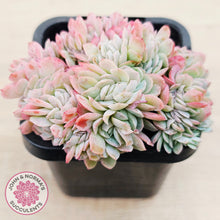 Load image into Gallery viewer, Echeveria Raspberry Ice Crested