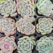 Load image into Gallery viewer, Echeveria 'Raspberry Ice' - Cutting