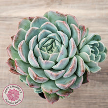 Load image into Gallery viewer, Echeveria 'Raspberry Ice' (w pups)