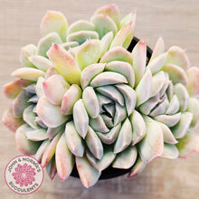 Load image into Gallery viewer, Echeveria 'Raspberry Ice' (multi)