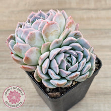 Load image into Gallery viewer, Echeveria 'Raspberry Ice'