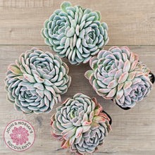 Load image into Gallery viewer, Echeveria 'Raspberry Ice'