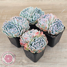 Load image into Gallery viewer, Echeveria 'Raspberry Ice'
