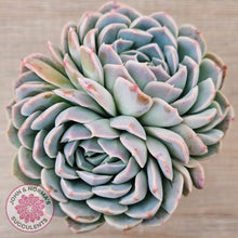 Load image into Gallery viewer, Echeveria 'Raspberry Ice'