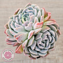 Load image into Gallery viewer, Echeveria 'Raspberry Ice'