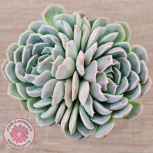 Load image into Gallery viewer, Echeveria 'Raspberry Ice'