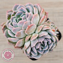Load image into Gallery viewer, Echeveria 'Raspberry Ice'