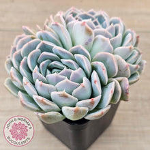 Load image into Gallery viewer, Echeveria 'Raspberry Ice'