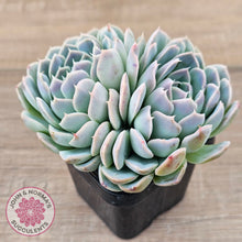 Load image into Gallery viewer, Echeveria 'Raspberry Ice'