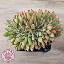 Load image into Gallery viewer, Echeveria 'Ratam' Crest