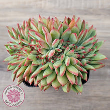 Load image into Gallery viewer, Echeveria 'Ratam' Crest