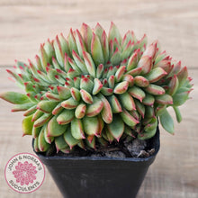 Load image into Gallery viewer, Echeveria 'Ratam' Crest