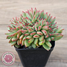 Load image into Gallery viewer, Echeveria 'Ratam' Crest