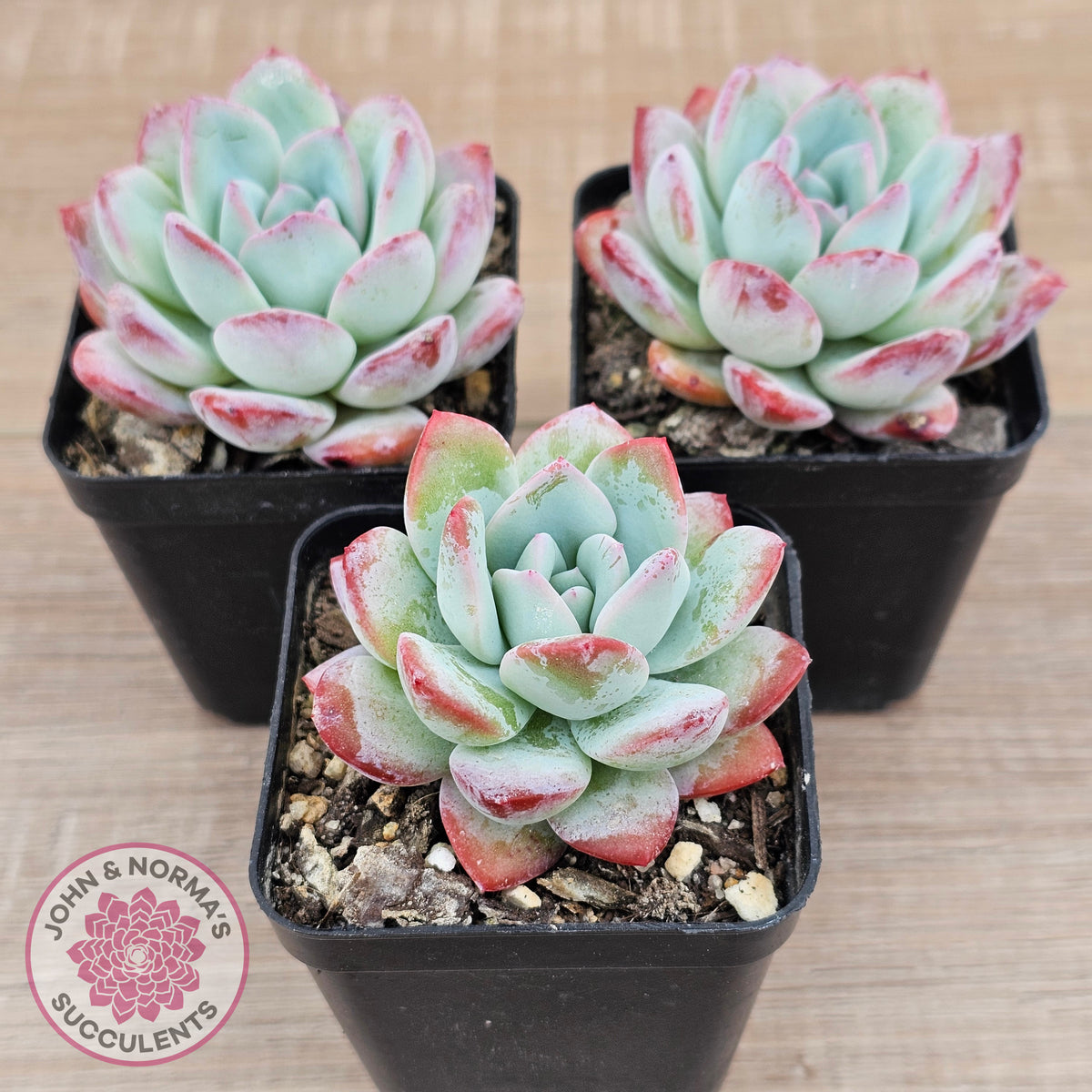 Echeveria 'Ratam' - Lg