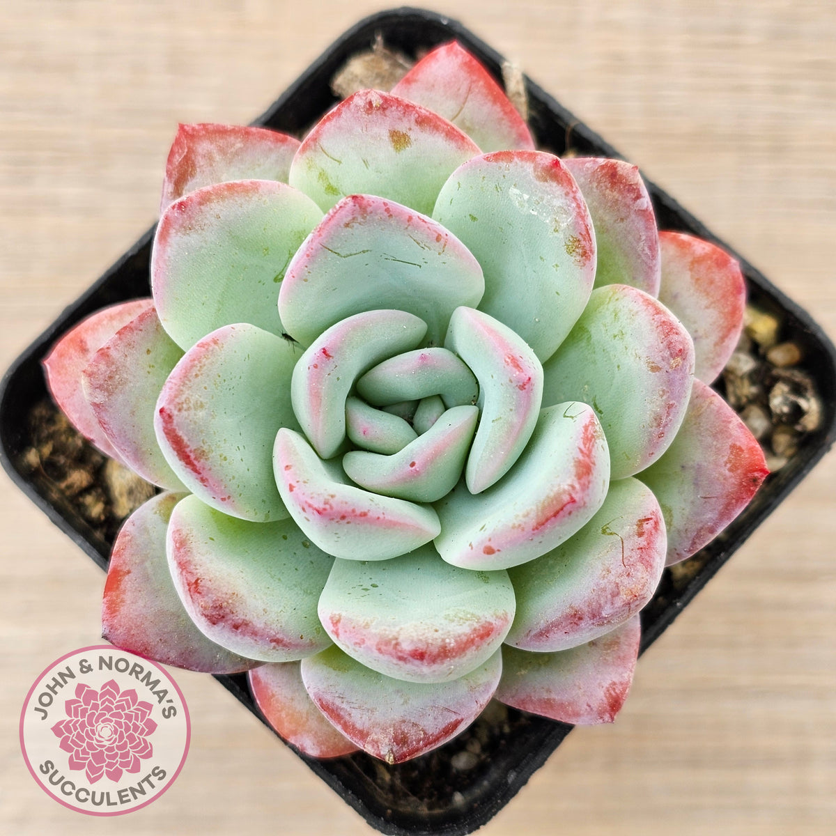 Echeveria 'Ratam' - Lg